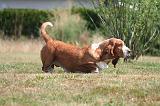 BASSET HOUND 216